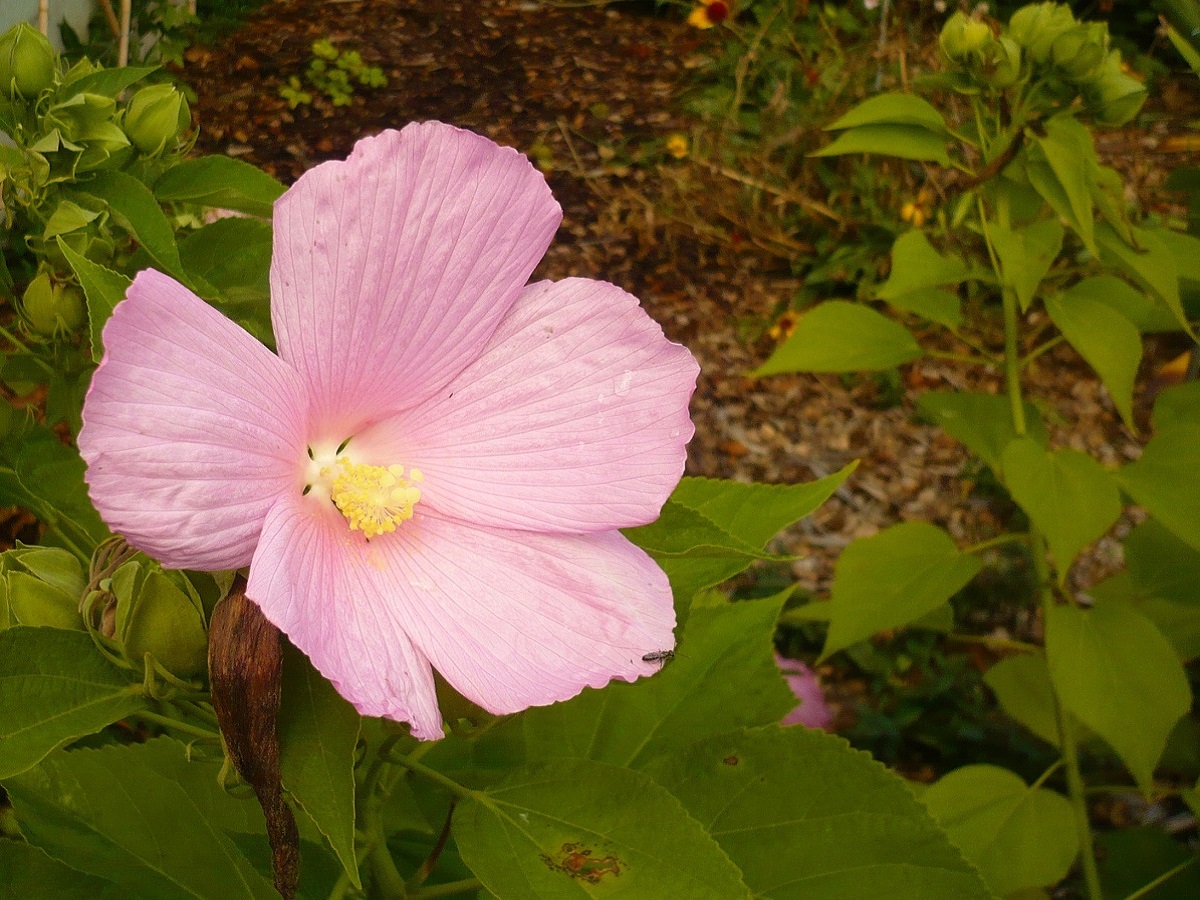 Hibiscus palustris (Malvaceae)